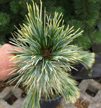 Sosna himalajska (Pinus wallichiana) Zebrina